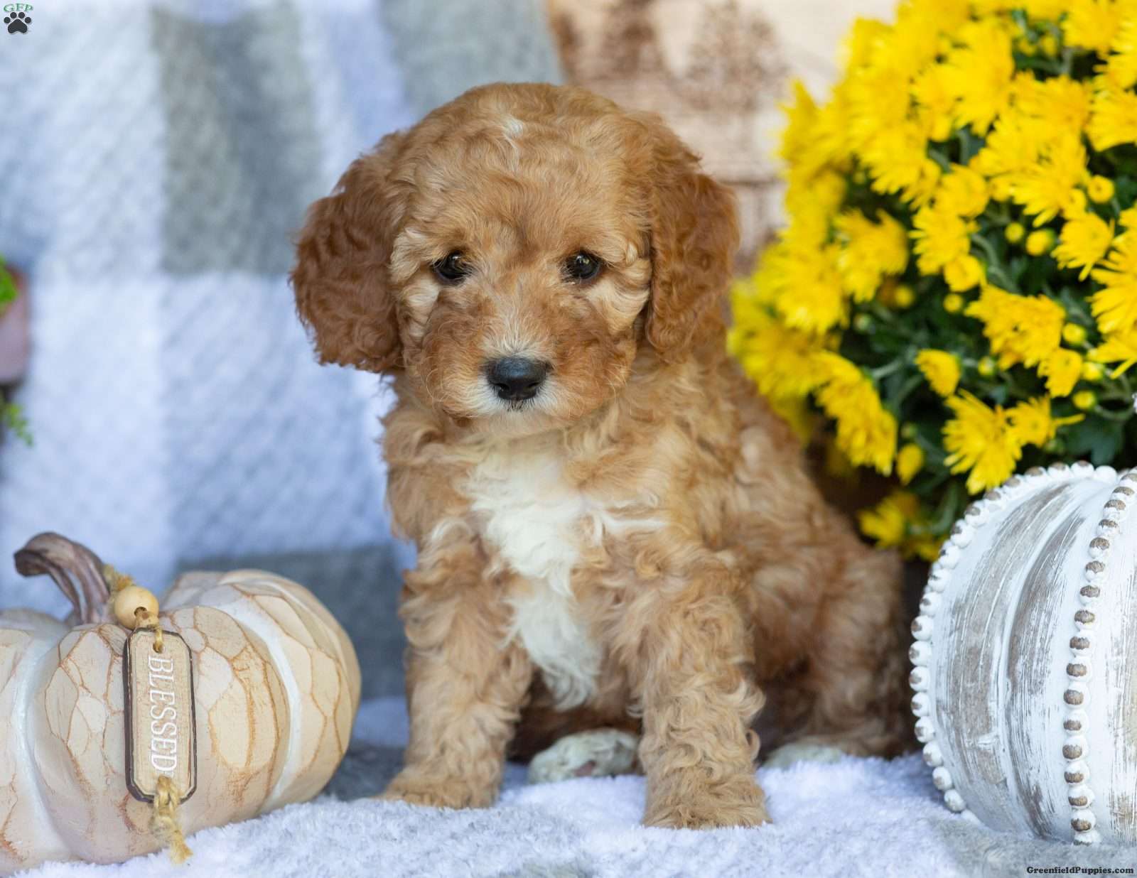 Petunia (Doodle / designer cross, Female) in Elizabethville, PA