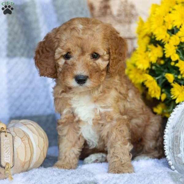 Petunia, Mini Goldendoodle Puppy
