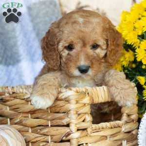 Petunia, Mini Goldendoodle Puppy