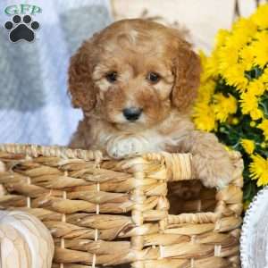 Petunia, Mini Goldendoodle Puppy
