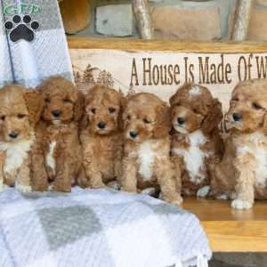 Prince, Mini Goldendoodle Puppy
