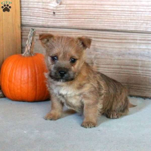 Eddie, Cairn Terrier Puppy