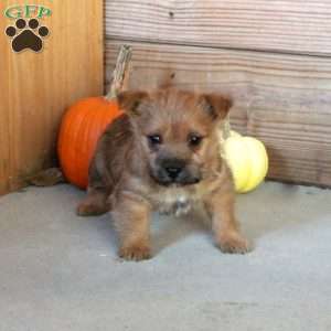 Eddie, Cairn Terrier Puppy