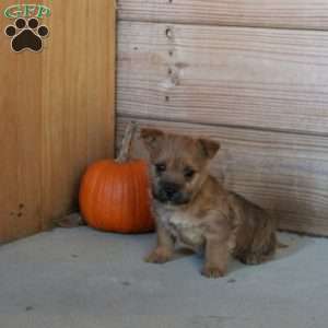Eddie, Cairn Terrier Puppy