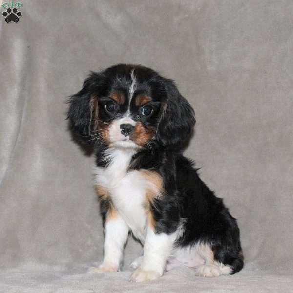 Edison, Cavalier King Charles Spaniel Puppy