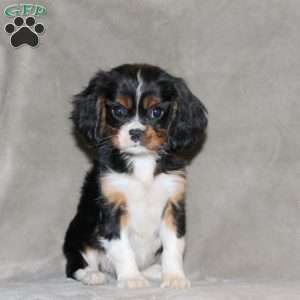 Edison, Cavalier King Charles Spaniel Puppy