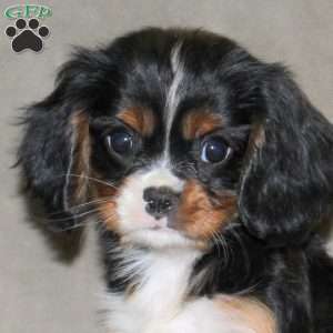 Edison, Cavalier King Charles Spaniel Puppy