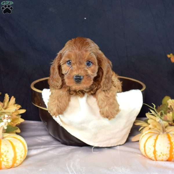 Einstein, Cavapoo Puppy