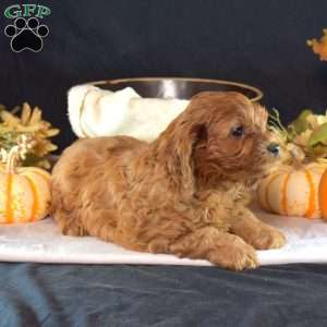 Einstein, Cavapoo Puppy