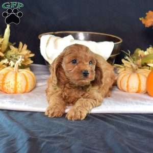 Einstein, Cavapoo Puppy