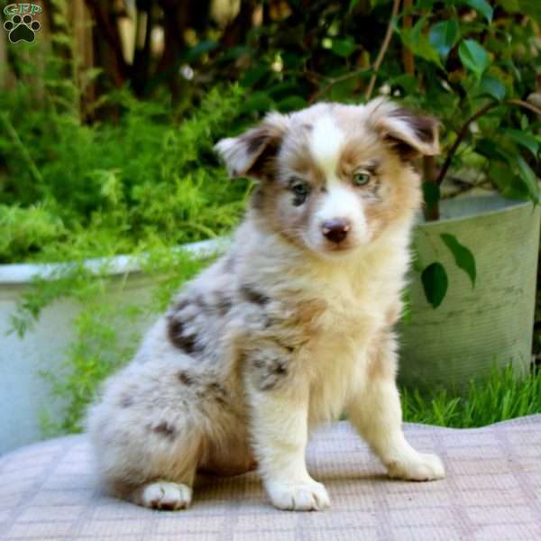 Elam, Miniature Australian Shepherd Puppy