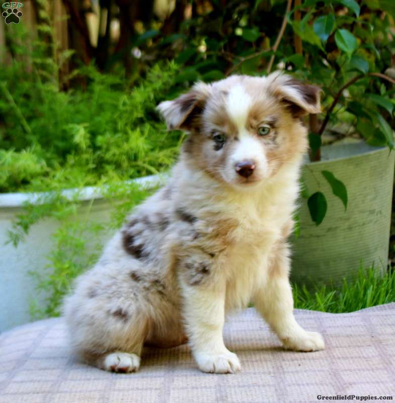 Elam (Miniature American Shepherd, Male) in Gap, PA