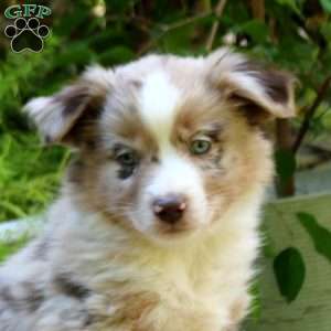 Elam, Miniature Australian Shepherd Puppy