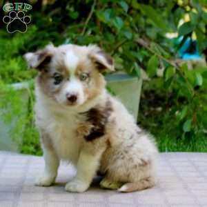 Elam, Miniature Australian Shepherd Puppy