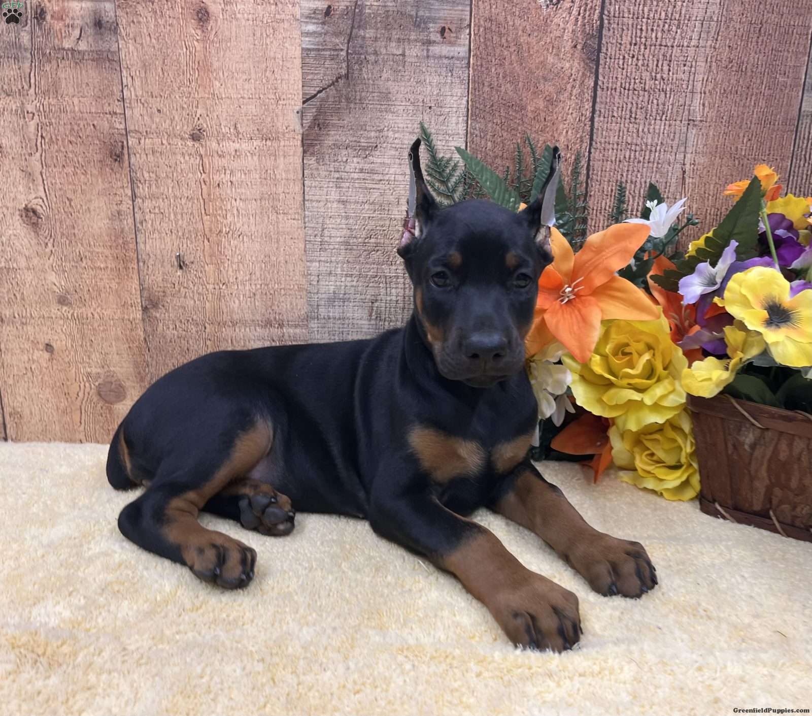 Electra (Doberman Pinscher, Female) in Rome, PA