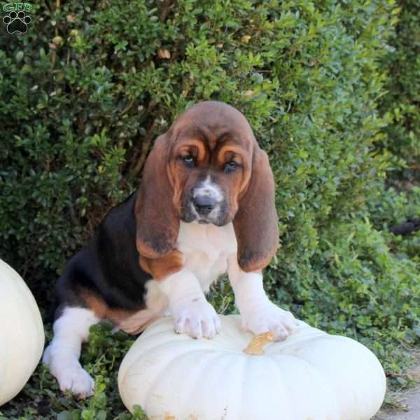 Ella, Basset Hound Puppy