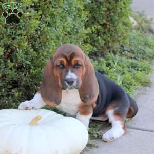Ella, Basset Hound Puppy