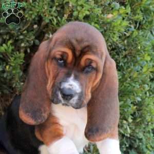 Ella, Basset Hound Puppy