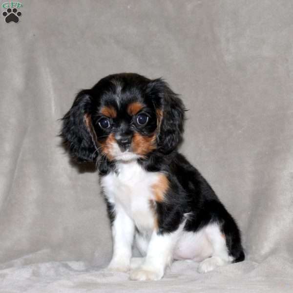Ellen, Cavalier King Charles Spaniel Puppy