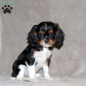 Ellen, Cavalier King Charles Spaniel Puppy