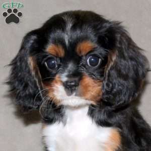 Ellen, Cavalier King Charles Spaniel Puppy