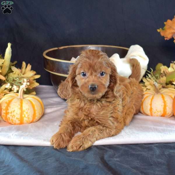 Ellie, Cavapoo Puppy