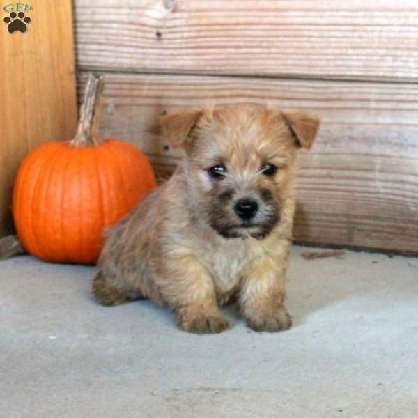 Effie, Cairn Terrier Puppy