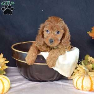 Ellie, Cavapoo Puppy