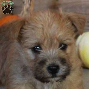 Effie, Cairn Terrier Puppy