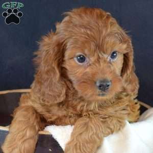 Ellie, Cavapoo Puppy