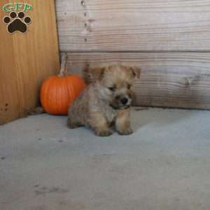 Effie, Cairn Terrier Puppy