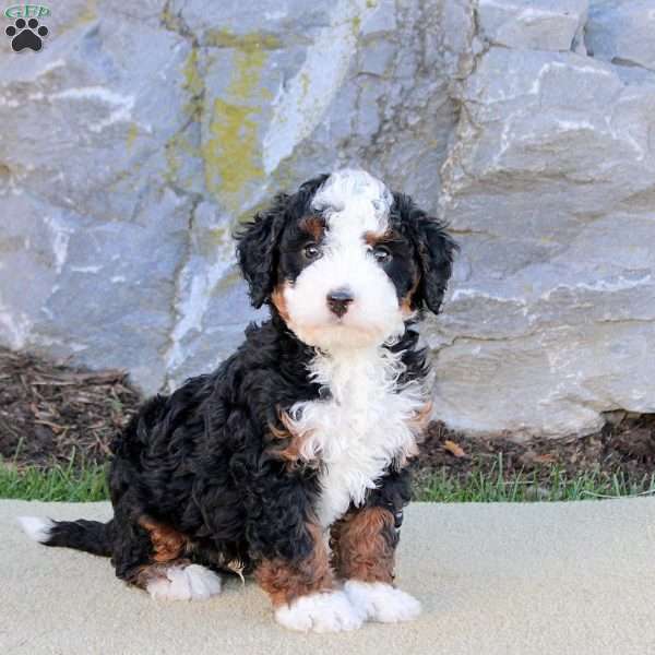 Elliot, Mini Bernedoodle Puppy