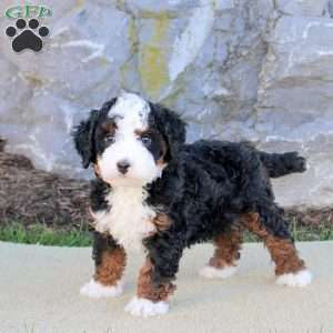 Elliot, Mini Bernedoodle Puppy