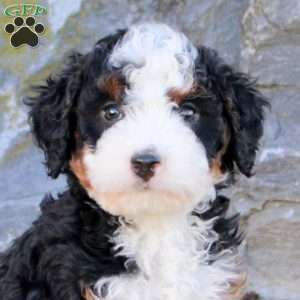 Elliot, Mini Bernedoodle Puppy