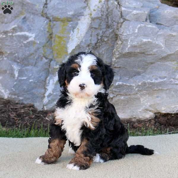 Elloise, Mini Bernedoodle Puppy
