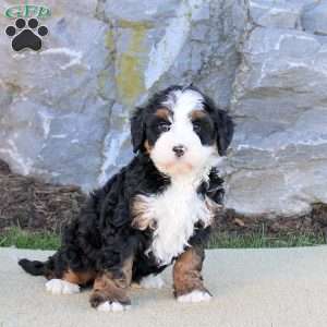 Elloise, Mini Bernedoodle Puppy