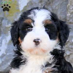 Elloise, Mini Bernedoodle Puppy