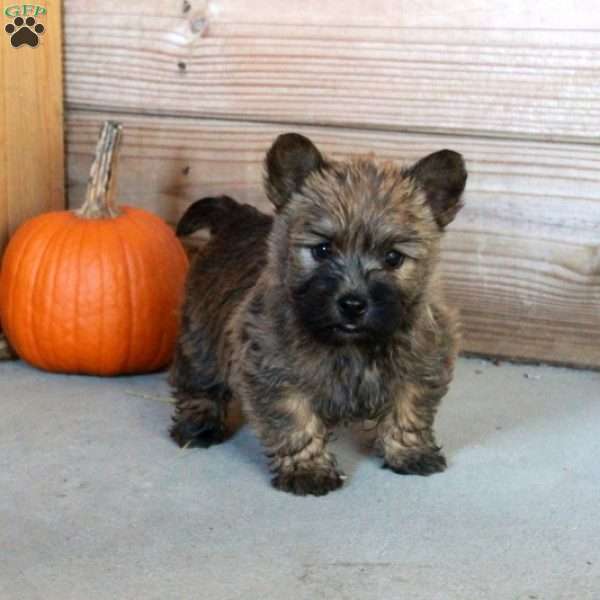 Elvis, Cairn Terrier Puppy