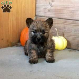 Elvis, Cairn Terrier Puppy