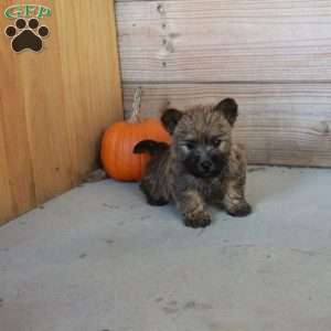 Elvis, Cairn Terrier Puppy