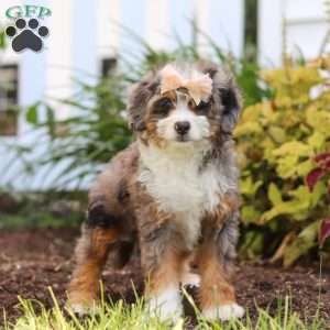 Ember, Mini Bernedoodle Puppy