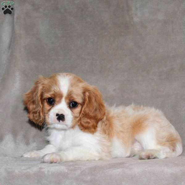 Emerson, Cavalier King Charles Spaniel Puppy