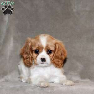 Emerson, Cavalier King Charles Spaniel Puppy