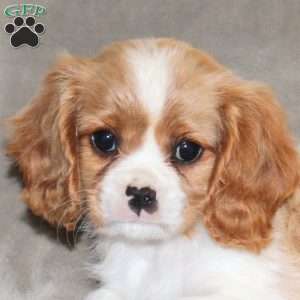 Emerson, Cavalier King Charles Spaniel Puppy