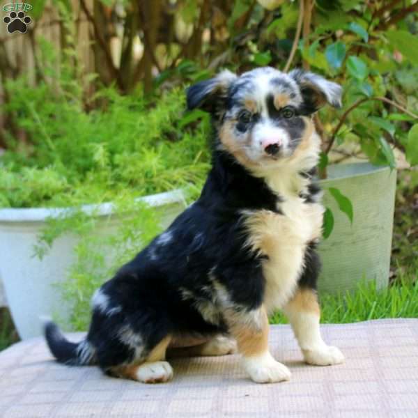 Emily, Miniature Australian Shepherd Puppy