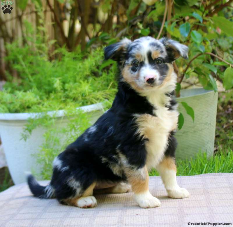Emily (Miniature American Shepherd, Female) in Gap, PA