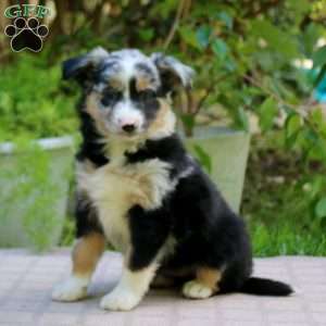 Emily, Miniature Australian Shepherd Puppy