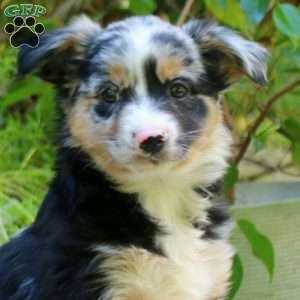 Emily, Miniature Australian Shepherd Puppy