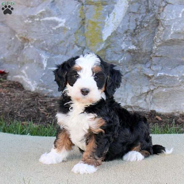 Emma, Mini Bernedoodle Puppy