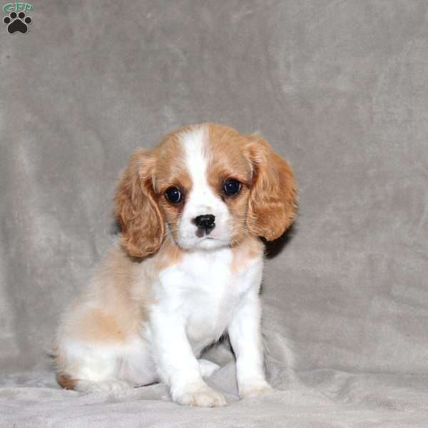 Emma, Cavalier King Charles Spaniel Puppy